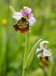 Hummel-Ragwurz Ophrys holoserica