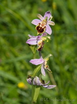 Die Bienen-Ragwurz Ophrys apifera
