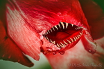 Bildbearbeitung Tulpe