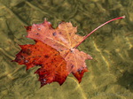 Herbst Blatt im Wasser
