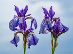 Iris (wilde)
