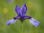 wilde Iris