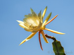Blattkaktus Epiphyllum