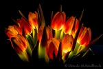 kreatives Tulpen beleuchtet