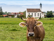 Peißenberg Maria Aich Kühe