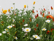 Peißenberg Blumen
