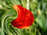 Bildbearbeitung Mohn