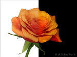 Bildbearbeitung Rose Tropfen