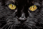 Bildbearbeitung Katze