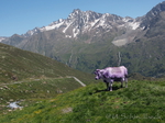 Bildbearbeitung Kuh