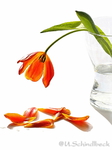 Bildbearbeitung Tulpe