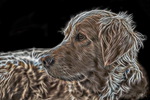 Bildbearbeitung Hund