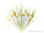 Bildbearbeitung Gras
