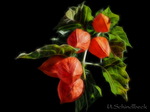 Bildbearbeitung Physalis