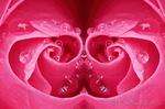 Rose gespiegelt Tropfen