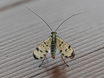 Skorpionsfliege