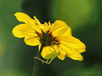 Grashüpfer