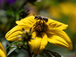 Wildbiene