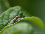 Fliege