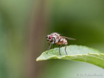 Fliege