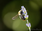 Hummel