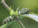 Raupe Schwalbenschwanz