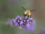 Hummel