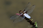 Blattbauchlibelle