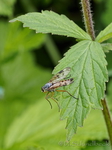 Skorpionsfliege