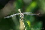 Libelle