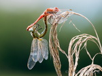 Libelle