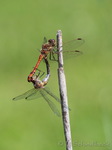 Libelle