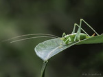 Grashüpfer, Heupferd