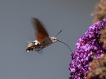 Taubenschwänzchen