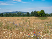 Mohnfeld