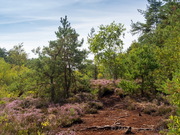 Haspelmoor