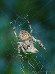 Kreuzspinne