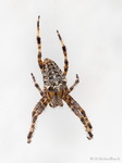 Kreuzspinne