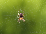 Kreuzspinne