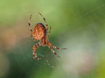 Kreuzspinne