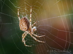 Kreuzspinne