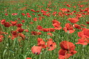 Peißenberg Blumen