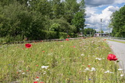 Peißenberg Blumen