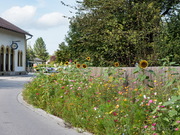 Peißenberg Blumen