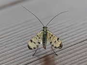Skorpionsfliege