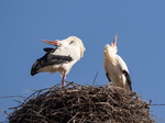 Storch, Störche