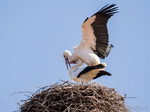 Storch, Störche