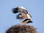 Storch, Störche