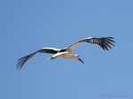 Storch, Störche
