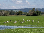 Storch, Störche